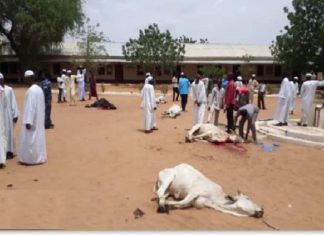 وقف الديانة بدولة تركيا” تنفذ مشروع توزيع الاضاحى للفقراء بالفاشر وقف الديانة بدولة تركيا” تنفذ مشروع توزيع الاضاحى للفقراء بالفاشر