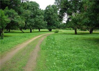 مواطنون يقتحمون غابة الفيل بولاية القضارف ويقومون بتوزيع الاراضي عنوة مواطنون يقتحمون غابة الفيل بولاية القضارف ويقومون بتوزيع الاراضي عنوة