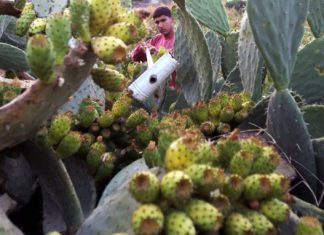 8 فوائد لن تتخيلها للتين الشوكي 8 فوائد لن تتخيلها للتين الشوكي