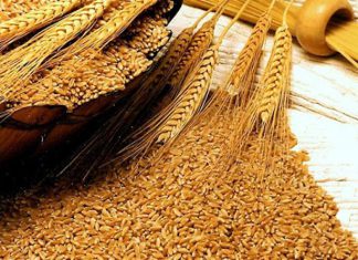 الدفعة الثانية من قمح المعونة الأمريكية تصل غدا الدفعة الثانية من قمح المعونة الأمريكية تصل غدا