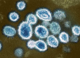 الصحة تكشف 3 سلالات لكورونا بالبلاد الصحة تكشف 3 سلالات لكورونا بالبلاد