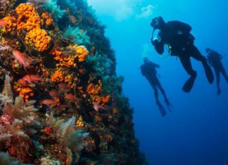 هياكل إسفنجية متحجرة قد تكون أقدم أشكال الحياة الحيوانية هياكل إسفنجية متحجرة قد تكون أقدم أشكال الحياة الحيوانية