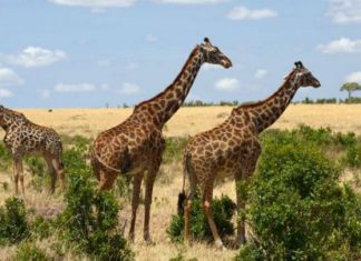 هل نسهم في إزعاج الحيوانات في بيئاتها دون أن ندري؟ هل نسهم في إزعاج الحيوانات في بيئاتها دون أن ندري؟