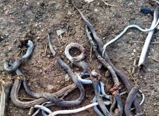 “نداء استغاثة “…الثعابين والعقارب تهدد أهالي الفاو .. “نداء استغاثة “…الثعابين والعقارب تهدد أهالي الفاو ..