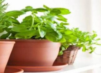 هذه النباتات تطرد الناموس هذه النباتات تطرد الناموس