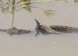 غرق (4) من الشباب في منطقة الطويلة بالنيل الأبيض غرق (4) من الشباب في منطقة الطويلة بالنيل الأبيض