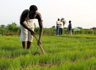 خبير ينتقد استبدال التعاون الروسي بالفرنسي في مجال الزراعة خبير ينتقد استبدال التعاون الروسي بالفرنسي في مجال الزراعة