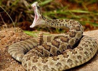 إنتشار أفاعي سامة بحي في الفاشر إنتشار أفاعي سامة بحي في الفاشر