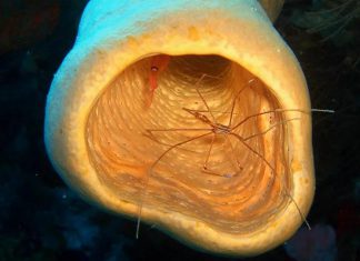 علماء يكشفون عن حيوانين “خالدين” ضمن أطول 10 مخلوقات عمرا بقائمة “لا تصدق” علماء يكشفون عن حيوانين "خالدين" ضمن أطول 10 مخلوقات عمرا بقائمة "لا تصدق"