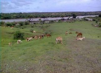 استردها من إثيوبيا.. أغنى المناطق الزراعية بحوزة السودان استردها من إثيوبيا.. أغنى المناطق الزراعية بحوزة السودان