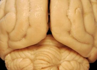 علماء يتمكنون من تنمية دماغ بدائي أنتج أعينا بشرية متماثلة في المختبر… علماء يتمكنون من تنمية دماغ بدائي أنتج أعينا بشرية متماثلة في المختبر...