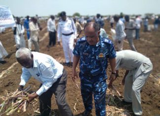 ولاية سنار تدشن موسم زراعة قصب السكر ولاية سنار تدشن موسم زراعة قصب السكر