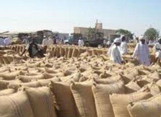 سنار تحذّر من فجوة متوقعة في محصول الذرة سنار تحذّر من فجوة متوقعة في محصول الذرة