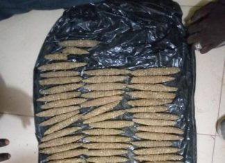 ضبط 1192 راس (بنقو) وخزن كلاشنكوف بشمال كردفان ضبط 1192 راس (بنقو) وخزن كلاشنكوف بشمال كردفان