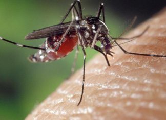 لهذه الأسباب ينجذب البعوض لبعض الأشخاص دون آخرين لهذه الأسباب ينجذب البعوض لبعض الأشخاص دون آخرين