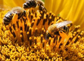 العالم يفقد النحل بشكل متسارع: هذه أبرز العوامل العالم يفقد النحل بشكل متسارع: هذه أبرز العوامل