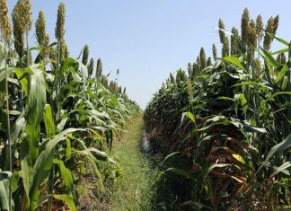 مزارعون يتأهبون لحصاد “65” مليون فدان في القطاعين المطري والمروي مزارعون يتأهبون لحصاد “65” مليون فدان في القطاعين المطري والمروي