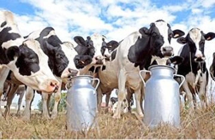 دراسة: خروج 50% من منتجي الألبان بالخرطوم