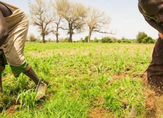 شكاوى من تكرار التفلتات الأمنية بمعسكرات المزارعين بالقضارف شكاوى من تكرار التفلتات الأمنية بمعسكرات المزارعين بالقضارف