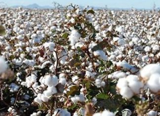 زيادة كبيرة في المساحات المزروعة بالقطن زيادة كبيرة في المساحات المزروعة بالقطن