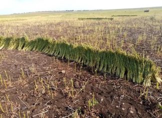 قوة عسكرية لتأمين حصاد 7 ملايين فدان بالقضارف قوة عسكرية لتأمين حصاد 7 ملايين فدان بالقضارف