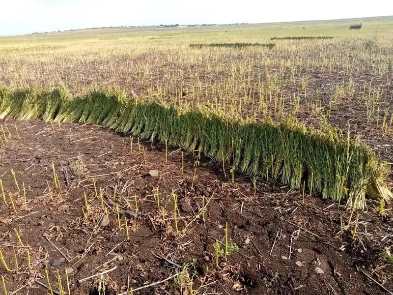 تواصل عمليات حصاد محصول السمسم بالقضارف وتوقعات بإنتاجية عالية تواصل عمليات حصاد محصول السمسم بالقضارف وتوقعات بإنتاجية عالية