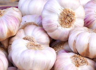 الثوم يقضي على الفيروسات والبكتيريا ويكافح السرطان الثوم يقضي على الفيروسات والبكتيريا ويكافح السرطان