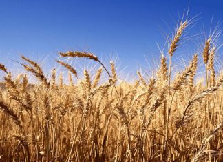 توفر 48 ألف طن من القمح بالمخزون الاستراتيجي توفر 48 ألف طن من القمح بالمخزون الاستراتيجي