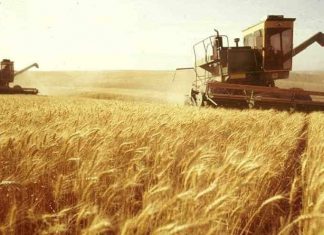 هيئة البحوث الزراعية تجيز 33 صنفاً من القمح تتلاءم مع مناخ كردفان ودارفور هيئة البحوث الزراعية تجيز 33 صنفاً جديداً من القمح تتلاءم مع مناخ كردفان ودارفور