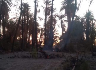 حريق هائل يلتهم ما يقارب الـ1000 نخلة في الشمالية حريق هائل يلتهم ما يقارب الـ1000 نخلة في الشمالية