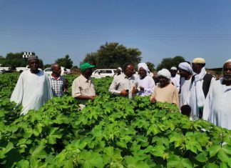 زراعة 128 ألف فدان بمحصول القطن بالمناقل زراعة 128 ألف فدان بمحصول القطن بالمناقل