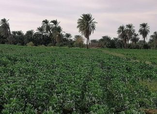 زراعة ما يقارب ٦ آلاف فدان فول مصري بمحلية حلفا زراعة ما يقارب ٦ آلاف فدان فول مصري بمحلية حلفا
