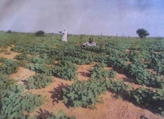 جمعية أصحاب النيل الزراعية بشمال دارفور تؤكد نجاح شراكتها الاستثمارية جمعية أصحاب النيل الزراعية بشمال دارفور تؤكد نجاح شراكتها الاستثمارية