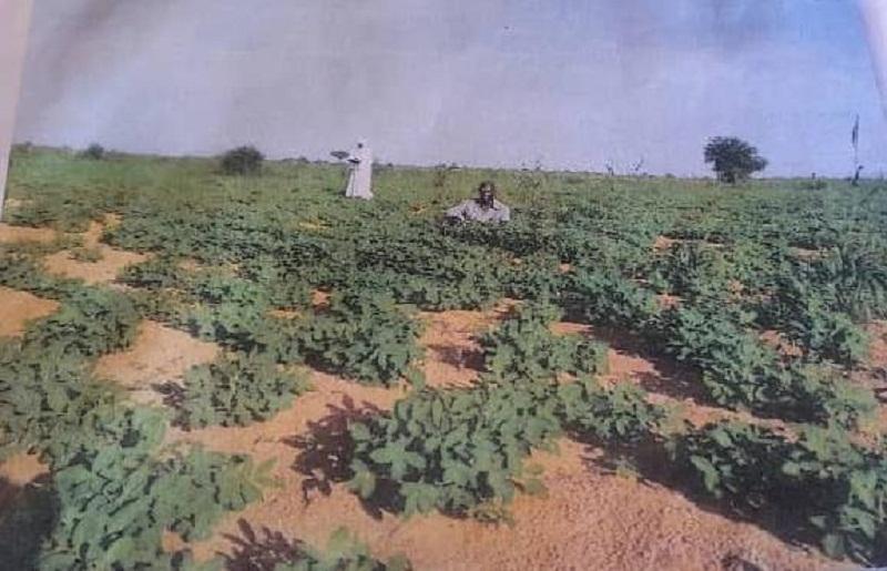 جمعية أصحاب النيل الزراعية بشمال دارفور تؤكد نجاح شراكتها الاستثمارية جمعية أصحاب النيل الزراعية بشمال دارفور تؤكد نجاح شراكتها الاستثمارية