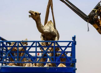 تصدير 300 رأس من الإبل الى السعودية تصدير ٣٠٠ رأس من الإبل الى السعودية