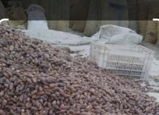 أسواق المحاصيل بكريمة تشرع لترقية وتطوير وتسويق محصول التمور. أسواق المحاصيل بكريمة تشرع لترقية وتطوير وتسويق محصول التمور.