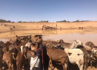 تدشين نفرة جباية الأنعام السنوية بالفاشر تدشين نفرة جباية الأنعام السنوية بالفاشر