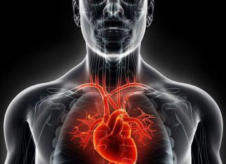 العلماء يكتشفون طريقة لإصلاح الأوعية الدموية العلماء يكتشفون طريقة لإصلاح الأوعية الدموية