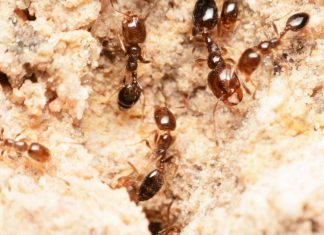 الكشف عن الطريقة التي يستخدمها النمل لتذكر طريق العودة إلى مساكنه الكشف عن الطريقة التي يستخدمها النمل لتذكر طريق العودة إلى مساكنه