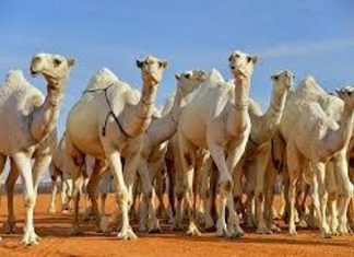 الثروة الحيوانية تعلن تصدير 126 رأساً من الإبل للسعودية الثروة الحيوانية تعلن تصدير 126 رأساً من الإبل للسعودية