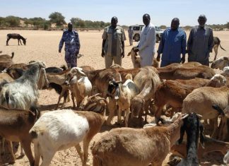 أمين زكاة شمال دارفور يقف على جباية الأنعام بمحلية مليط أمين زكاة شمال دارفور يقف على جباية الأنعام بمحلية مليط