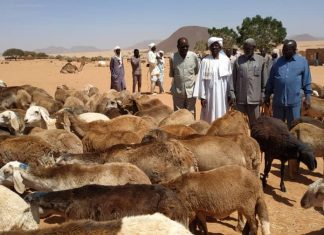 زكاة شمال دارفور تطمئن على نفرة جباية الأنعام بالمالحة زكاة شمال دارفور تطمئن علي نفرة جباية الأنعام بالمالحة