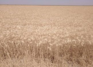 مزراعون بمشروع الجزيرة: السعر التركيزي لجوال القمح مجز مزراعون بمشروع الجزيرة: السعرالتركيزي لجوال القمح مجز