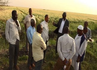 الوقوف على موقف القمح بشركة الرياض الخضراء بالدويم الوقوف على موقف القمح بشركة الرياض الخضراء بالدويم