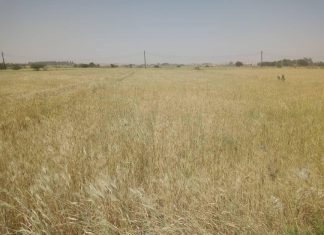 الولاية الشمالية تحتفل بمشروع شركة أمطار للاستثمار الزراعي الولاية الشمالية تحتفل بمشروع شركة أمطار للاستثمار الزراعي