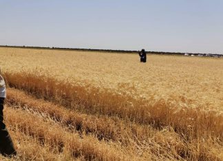 مزارعون بالجزيرة يحققون انتاجية عالية من القمح مزارعون بالجزيرة يحققون انتاجية عالية من القمح