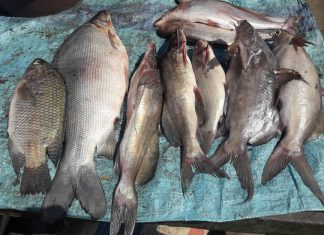 مديرة ادارة الاسماك تعدد الثروة السمكية بالجزيرة ومصائدها مديرة ادارة الاسماك تعدد الثروة السمكية بالجزيرة ومصائدها