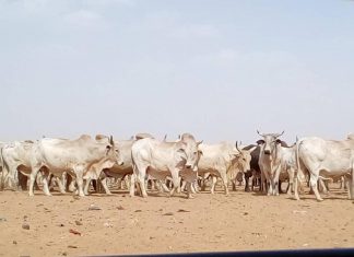 الثروة الحيوانية تصدر 1975 رأس من الأبقار لسلطنة عمان الثروة الحيوانية تصدر 1975 رأس من الأبقار لسلطنة عمان