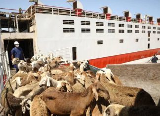 الثروة الحيوانية تعلن إستئناف صادر المواشي الحية للمملكة العربية السعودية الثروة الحيوانية تعلن إستئناف صادر المواشي الحية للمملكة العربية السعودية