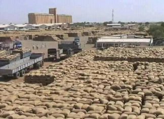 اردب الذرة يتجاوز قنطار السمسم لاول مرة بالقضارف اردب الذرة يتجاوز قنطار السمسم لاول مرة بالقضارف